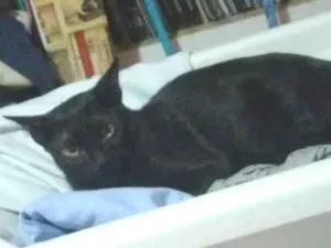 Gato raça Vira lata  idade 7 a 11 meses nome Gum