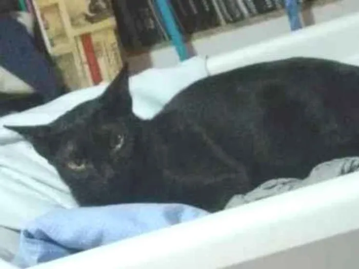 Gato ra a Vira lata  idade 7 a 11 meses nome Gum