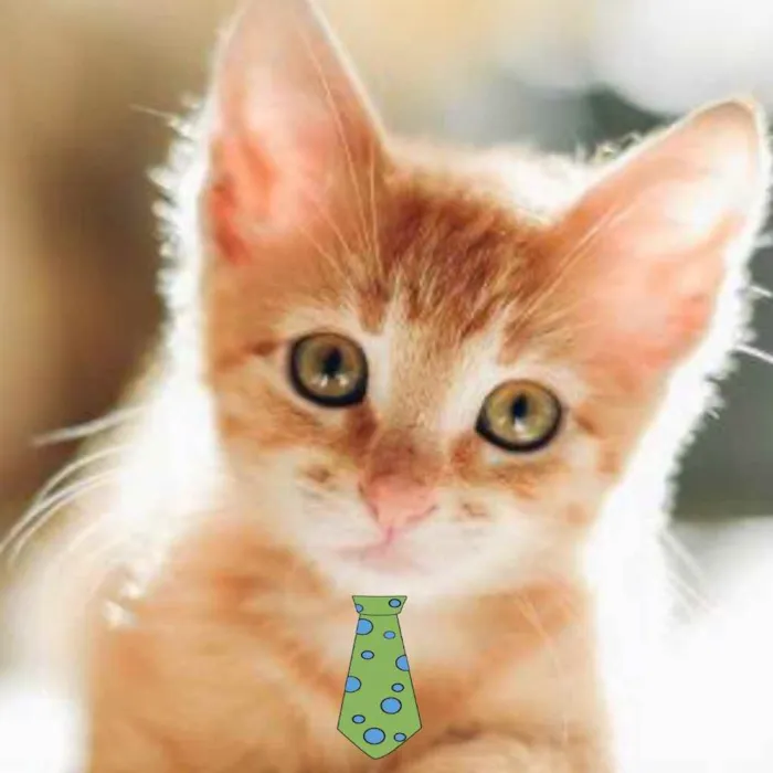 Gato ra a SRD idade Abaixo de 2 meses nome Nino 