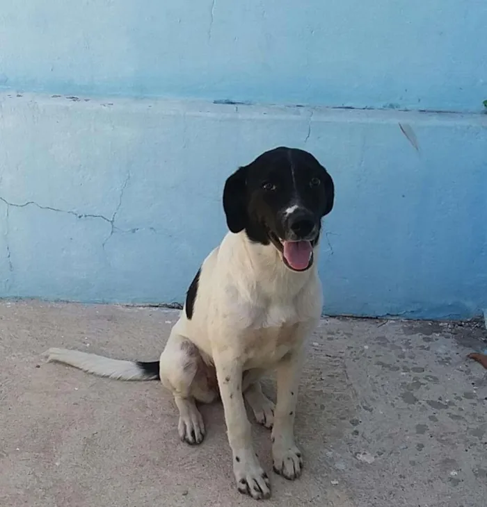 Cachorro raça NÃO SEI INFORMAR idade 7 a 11 meses nome NINA