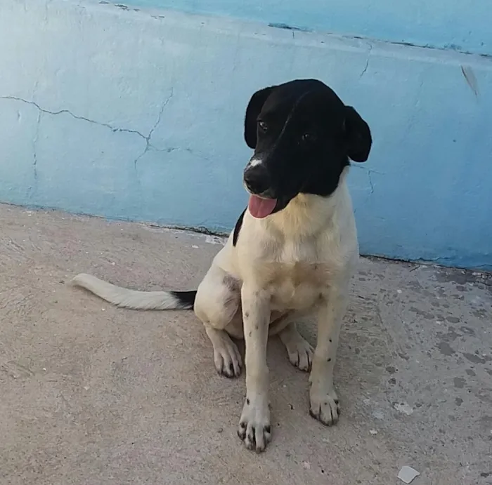 Cachorro raça NÃO SEI INFORMAR idade 7 a 11 meses nome NINA