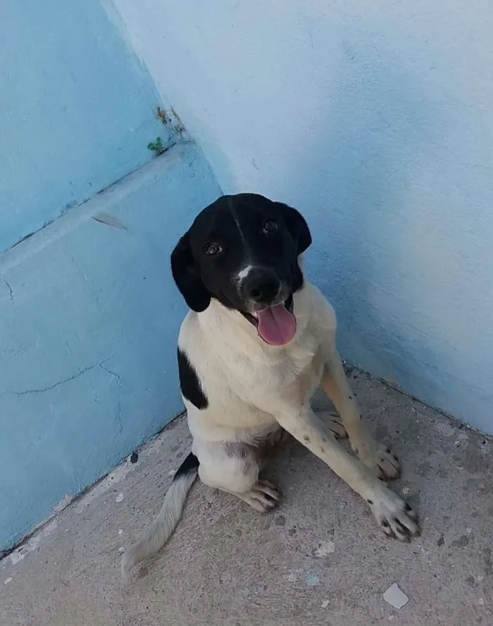 Cachorro raça NÃO SEI INFORMAR idade 7 a 11 meses nome NINA