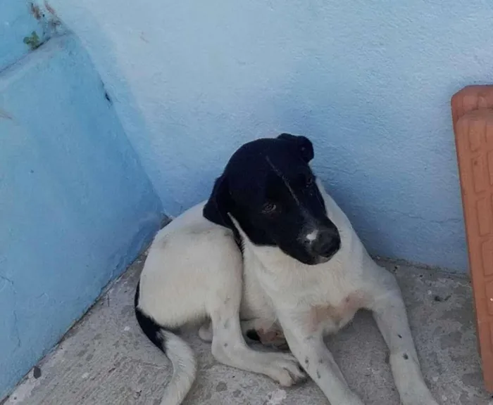 Cachorro raça NÃO SEI INFORMAR idade 7 a 11 meses nome NINA