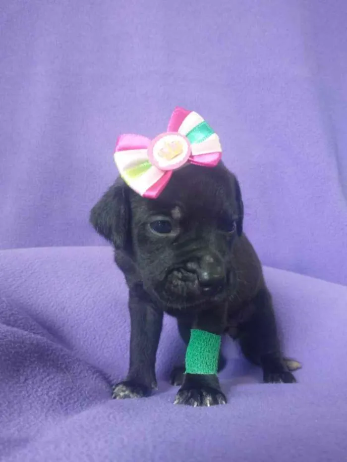 Cachorro ra a Coisa mais linda do mundo idade Abaixo de 2 meses nome Prica 