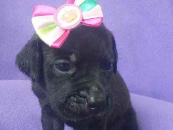Cachorro ra a Coisa mais linda do mundo idade Abaixo de 2 meses nome Prica 