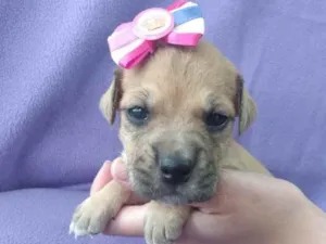 Cachorro raça Coisa mais linda  idade Abaixo de 2 meses nome Melissa