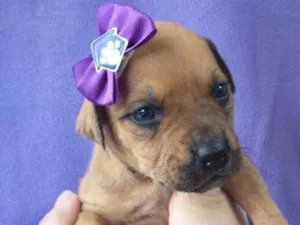 Cachorro raça Linda idade Abaixo de 2 meses nome Alua 