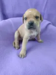 Chiquinha