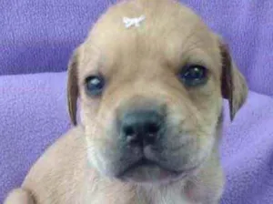 Cachorro raça Linda idade Abaixo de 2 meses nome Chiquinha