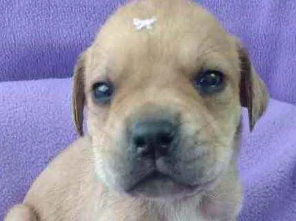 Cachorro ra a Linda idade Abaixo de 2 meses nome Chiquinha