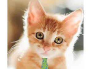 Gato raça SRD idade Abaixo de 2 meses nome Nino 