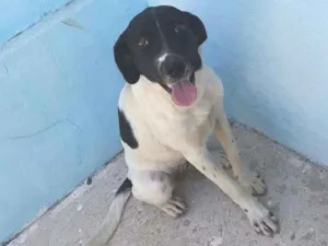 Cachorro raça NÃO SEI INFORMAR idade 7 a 11 meses nome NINA