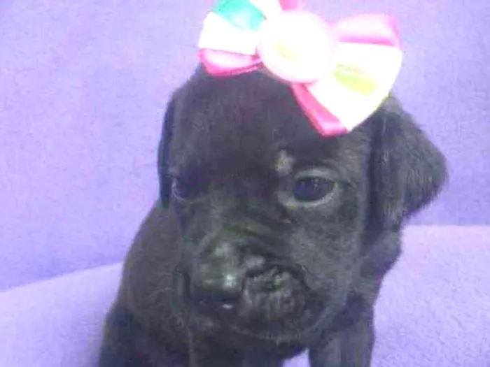 Cachorro ra a Coisa mais linda do mundo idade Abaixo de 2 meses nome Prica 