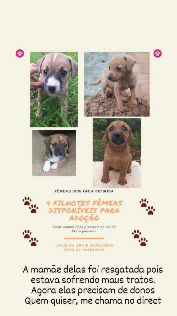 Cachorro ra a Sem raça definida idade 2 a 6 meses nome Fêmeas