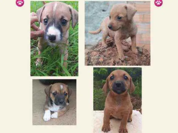 Cachorro ra a Sem raça definida idade 2 a 6 meses nome Fêmeas
