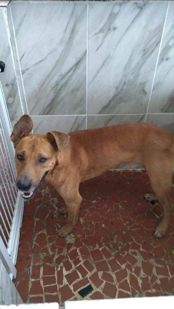 Cachorro ra a SRD idade 2 anos nome Alok