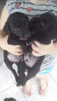4 filhotes labrador 