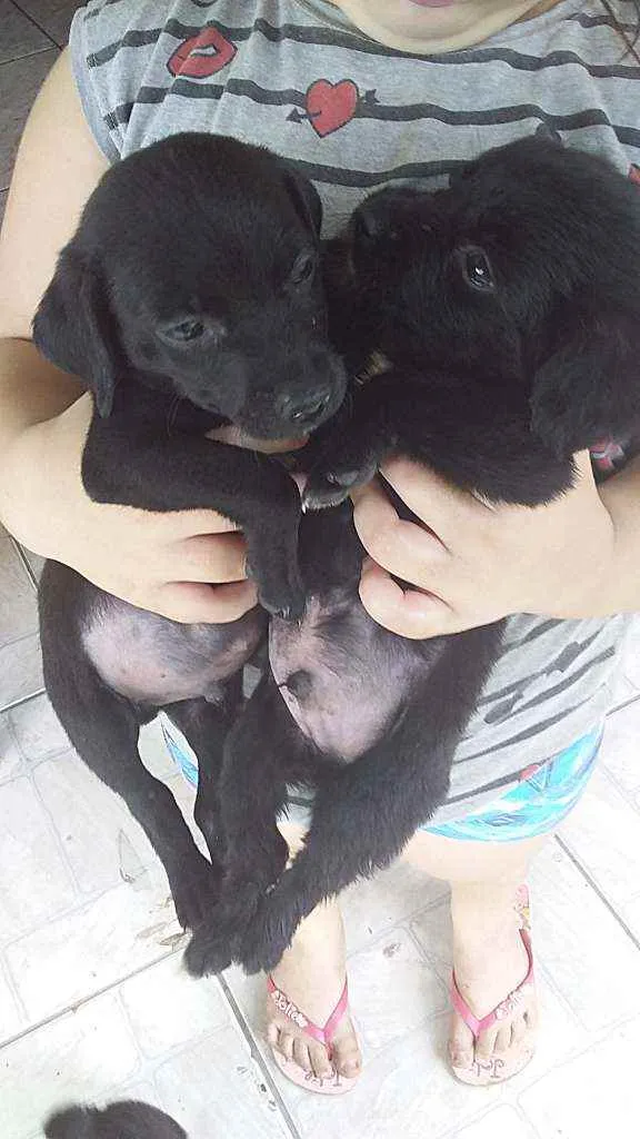Cachorro raça Labrador  idade Abaixo de 2 meses nome 4 filhotes labrador 