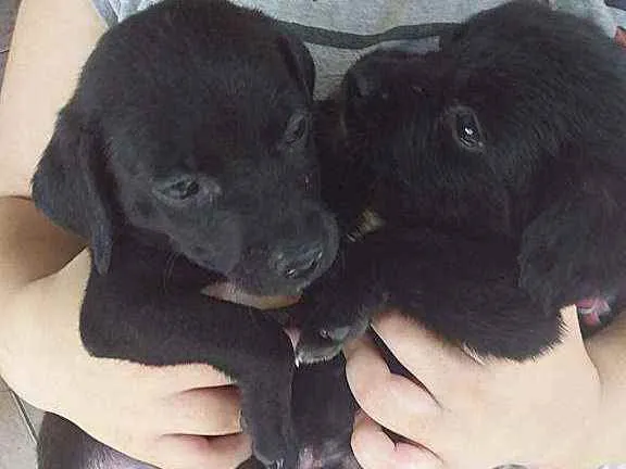 Cachorro raça Labrador  idade Abaixo de 2 meses nome 4 filhotes labrador 