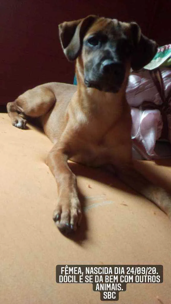 Cachorro ra a Srd idade 2 a 6 meses nome Amorinha