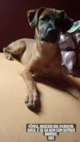 Amorinha