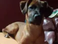 Amorinha