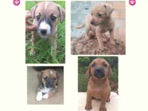 Cachorro raça Sem raça definida idade 2 a 6 meses nome Fêmeas