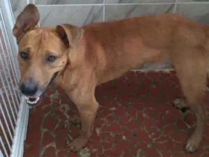 Cachorro raça SRD idade 2 anos nome Alok