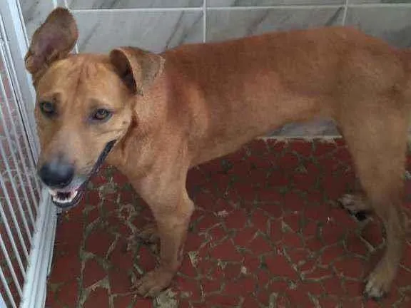 Cachorro ra a SRD idade 2 anos nome Alok