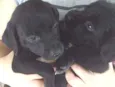 4 filhotes labrador 