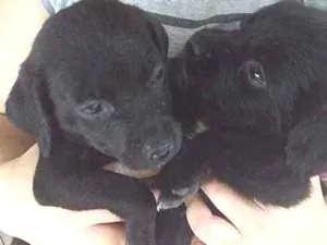 Cachorro raça Labrador  idade Abaixo de 2 meses nome 4 filhotes labrador 