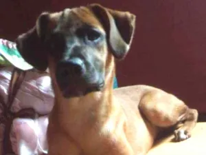 Cachorro raça Srd idade 2 a 6 meses nome Amorinha