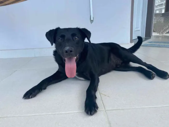 Cachorro ra a Labrador idade  nome Não sei