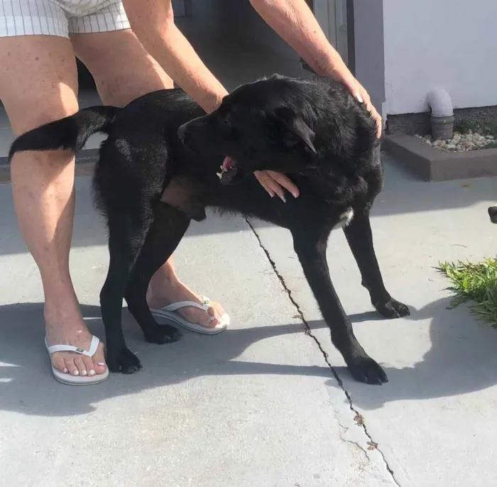 Cachorro ra a Labrador idade  nome Não sei