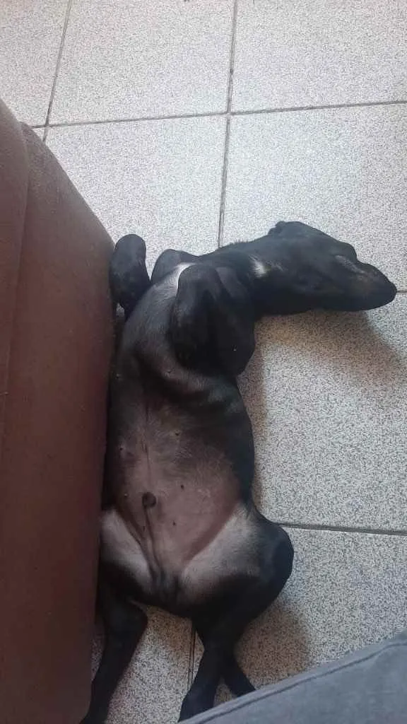 Cachorro ra a Labrador  idade 2 a 6 meses nome Thor