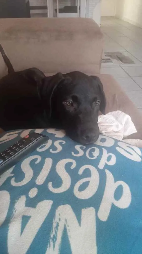 Cachorro ra a Labrador  idade 2 a 6 meses nome Thor