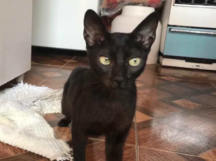 Gato raça Sem raça idade 1 ano nome Clarice 