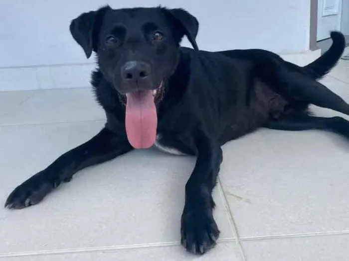 Cachorro ra a Labrador idade  nome Não sei