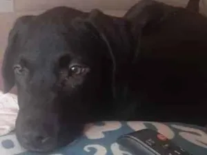 Cachorro raça Labrador  idade 2 a 6 meses nome Thor