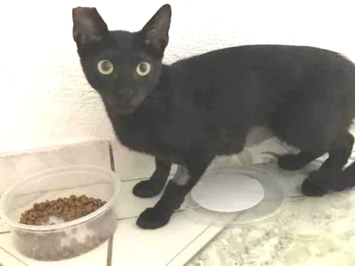 Gato raça Sem raça idade 1 ano nome Clarice 