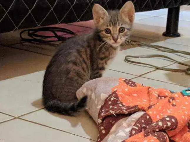 Gato raça Geneta idade 2 a 6 meses nome Thor