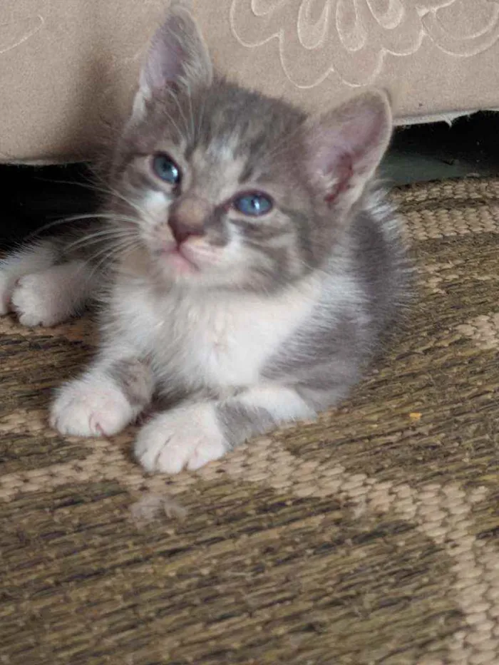Gato raça Polidáctlo idade 2 a 6 meses nome Channel