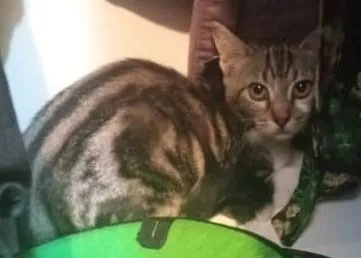 Gato ra a SRD-ViraLata idade 2 a 6 meses nome BRISA