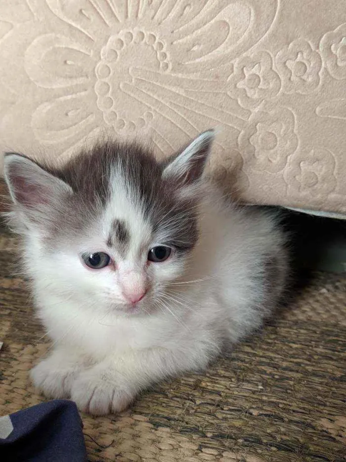 Gato raça Kurilian bobtail idade 2 a 6 meses nome Gucci