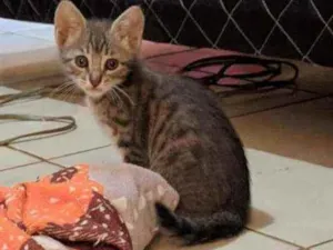 Gato raça Geneta idade 2 a 6 meses nome Thor