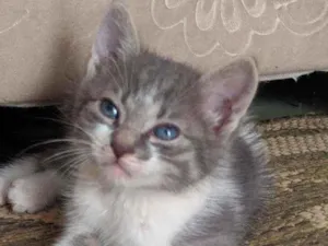 Gato raça Polidáctlo idade 2 a 6 meses nome Channel