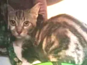 Gato raça SRD-ViraLata idade 2 a 6 meses nome BRISA