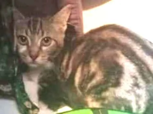 Gato ra a SRD-ViraLata idade 2 a 6 meses nome BRISA