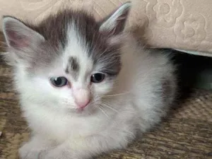 Gato raça Kurilian bobtail idade 2 a 6 meses nome Gucci