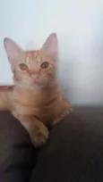 Simba